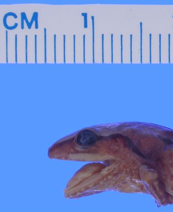 Media type: image; Herpetology A-43202